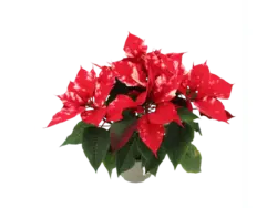 GROW by OBI Weihnachtsstern "Fantasy Star" Orange-Weiß Topf-Ø 13 cm Euphorbia