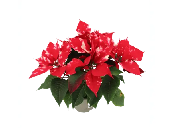 GROW by OBI Weihnachtsstern "Fantasy Star" Orange-Weiß Topf-Ø 13 cm Euphorbia