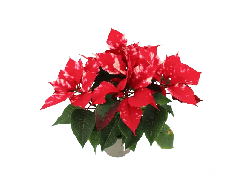 GROW by OBI Weihnachtsstern "Fantasy Star" Orange-Weiß Topf-Ø 13 cm Euphorbia