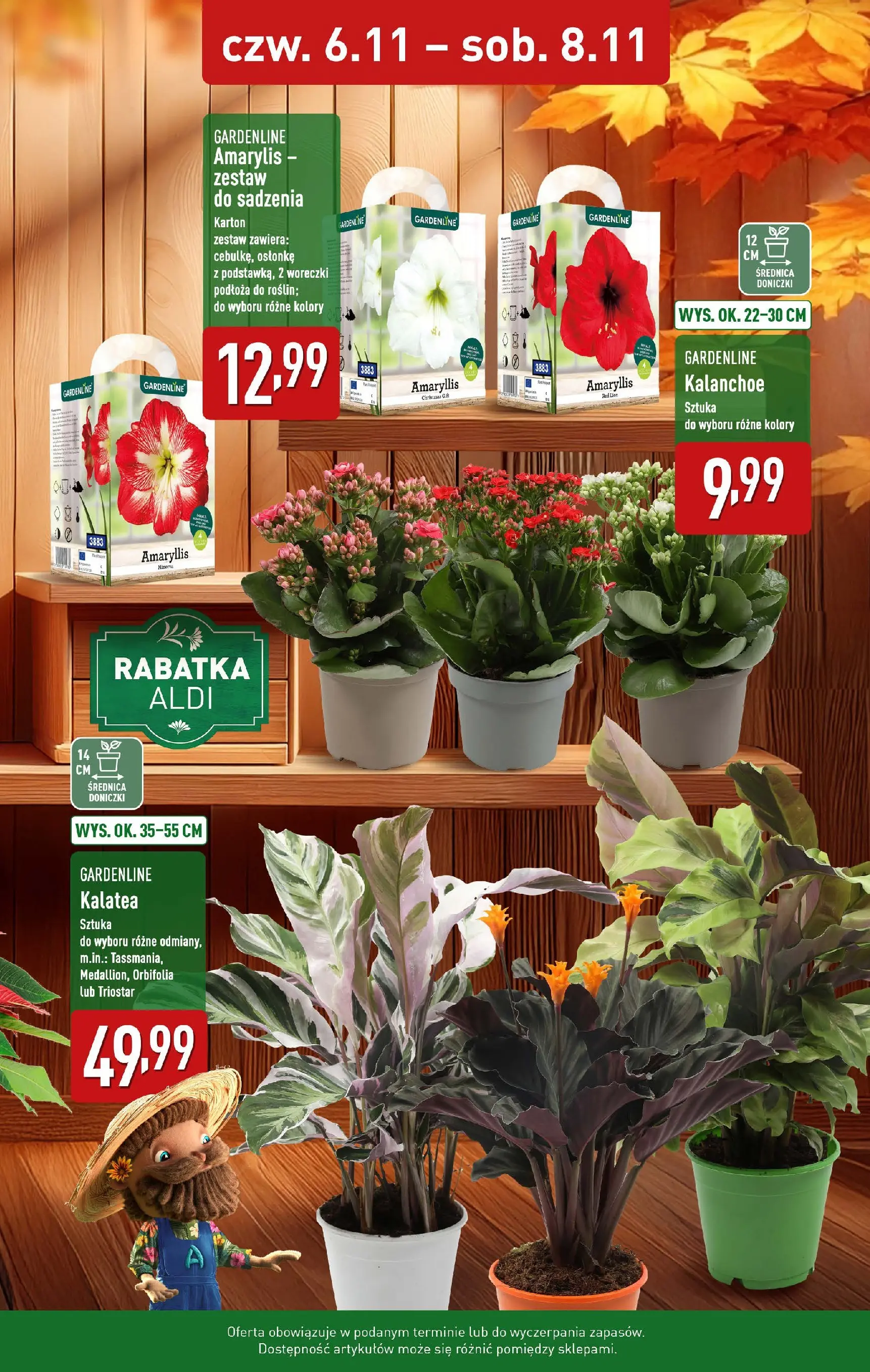 Aldi - Kwiaty w super cenach w ALDI od 05.11.2025 - Ulotka PDF, promocje | Strona: 2 | Produkty: Kalatea, Amarylis, Doniczki, Kalanchoe