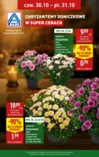 Chryzantemy taniej w ALDI Aldi – do 31.10.2025