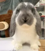 Fauna Food Fauna Food - al 31.10.2025