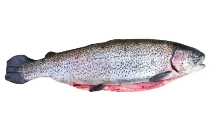 Lachsforelle rund mit roten kaviar