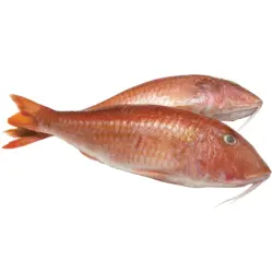 Meerbarbe Red Mullet rund aufgetaut