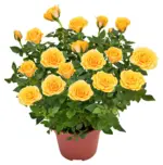 Kaufland хипермаркет Роза Ø12 см - до 09-11-25