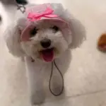 Fauna Food Fauna Food - al 05.11.2025