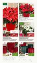 Pflanzen-Kölle: Adventsglanz