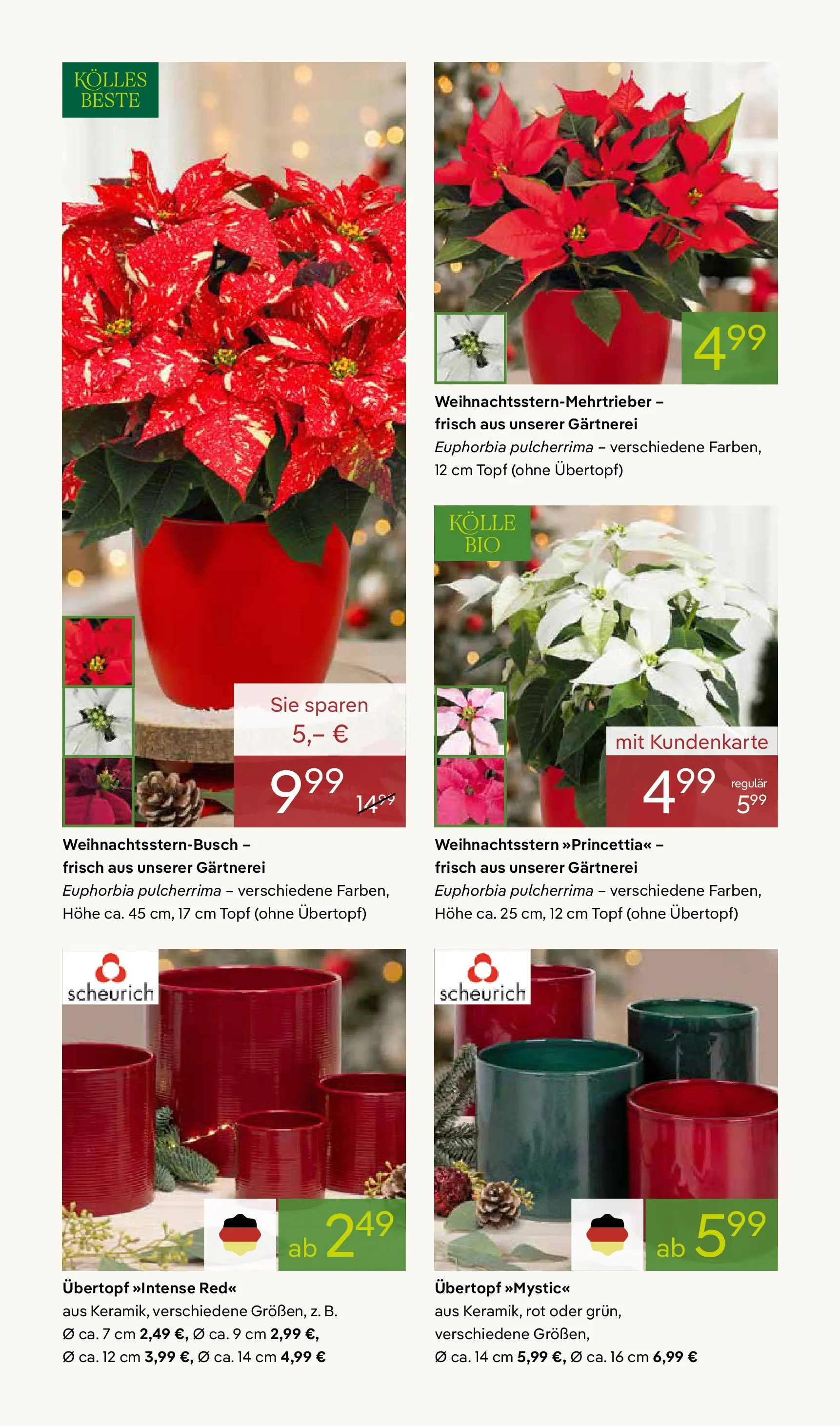 Pflanzen-Kölle - Pflanzen-Kölle: Adventsglanz (ab 17.11.2025) zum Blättern | Seite: 2