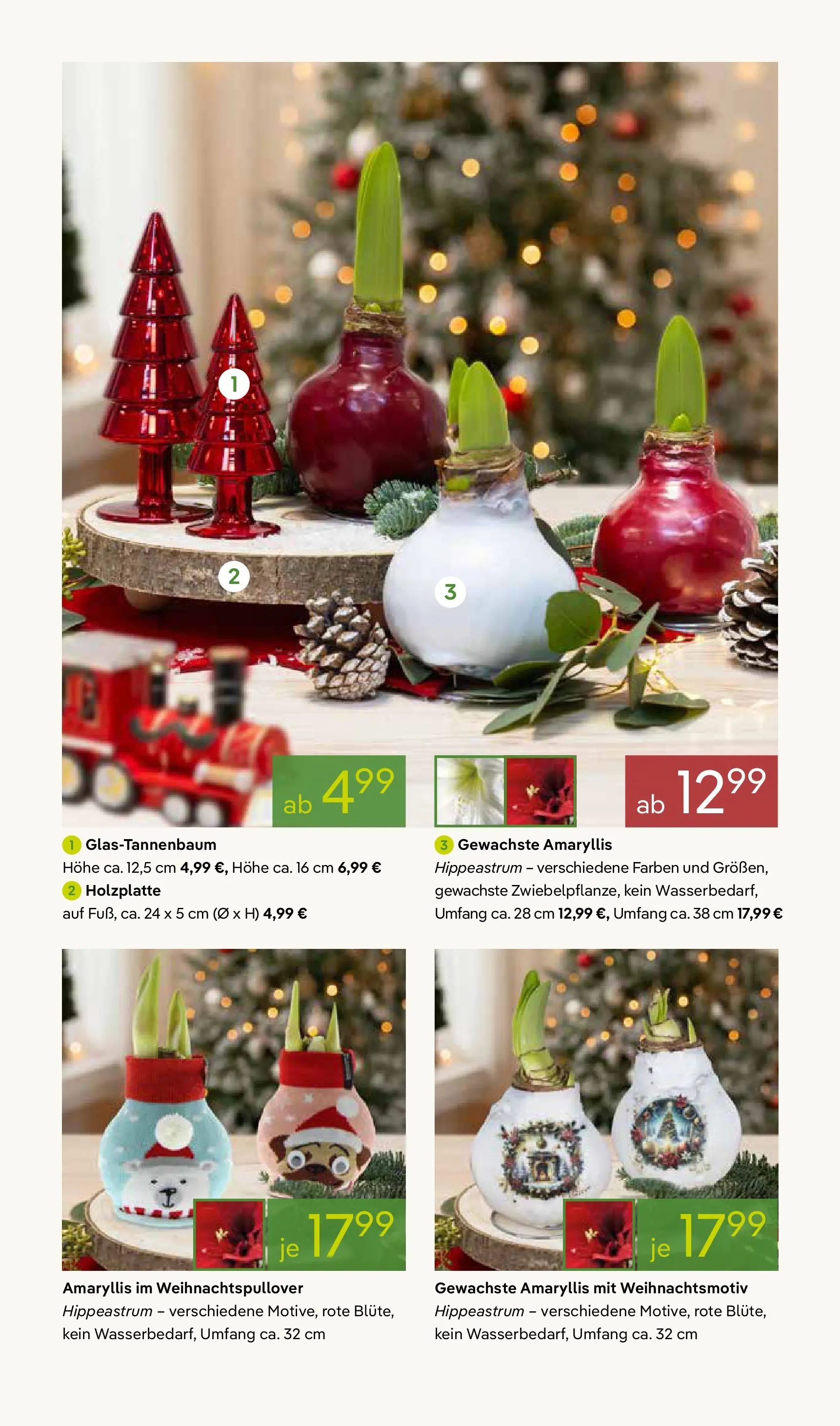 Pflanzen-Kölle - Pflanzen-Kölle: Adventsglanz (ab 17.11.2025) zum Blättern | Seite: 3