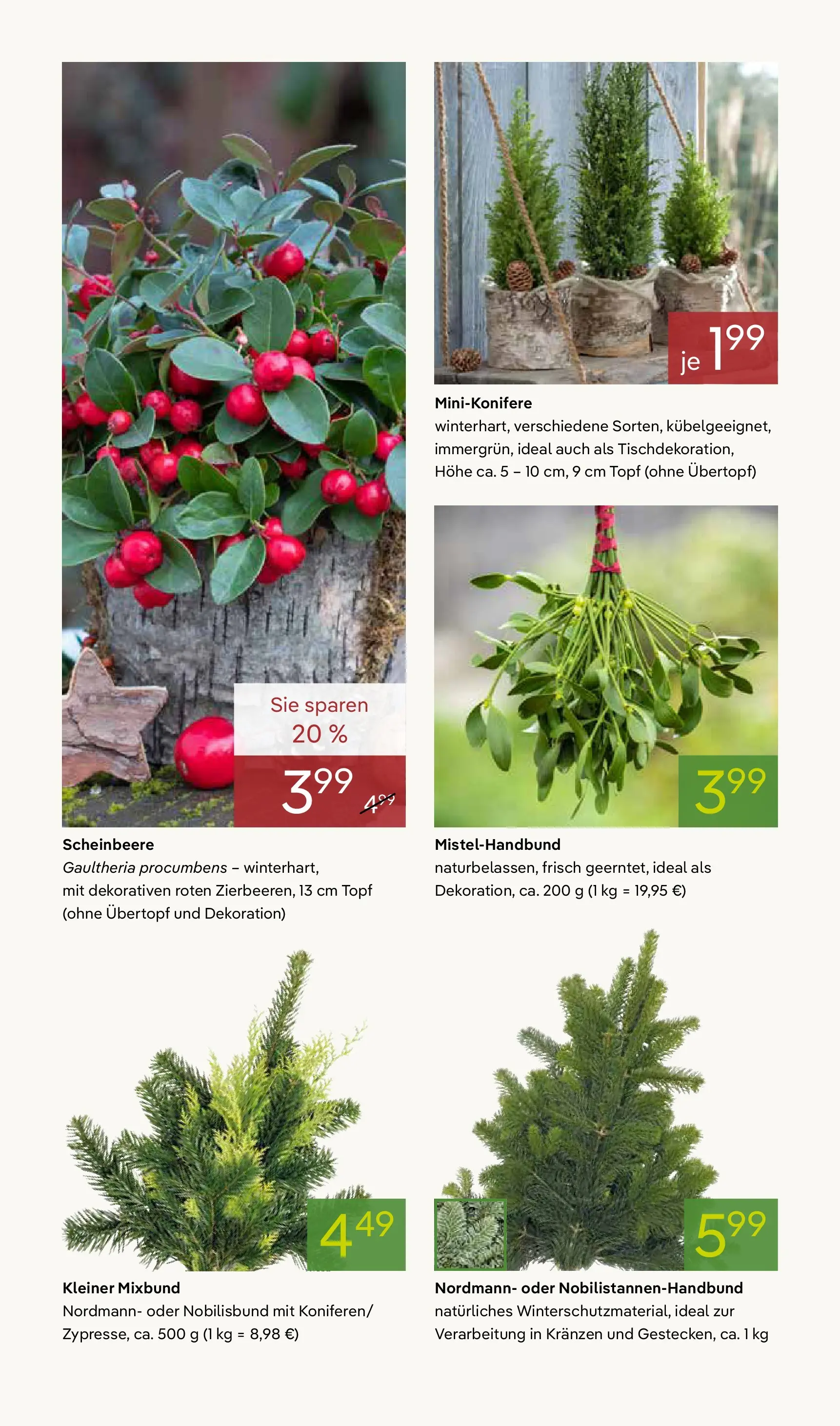 Pflanzen-Kölle - Pflanzen-Kölle: Adventsglanz (ab 17.11.2025) zum Blättern | Seite: 8