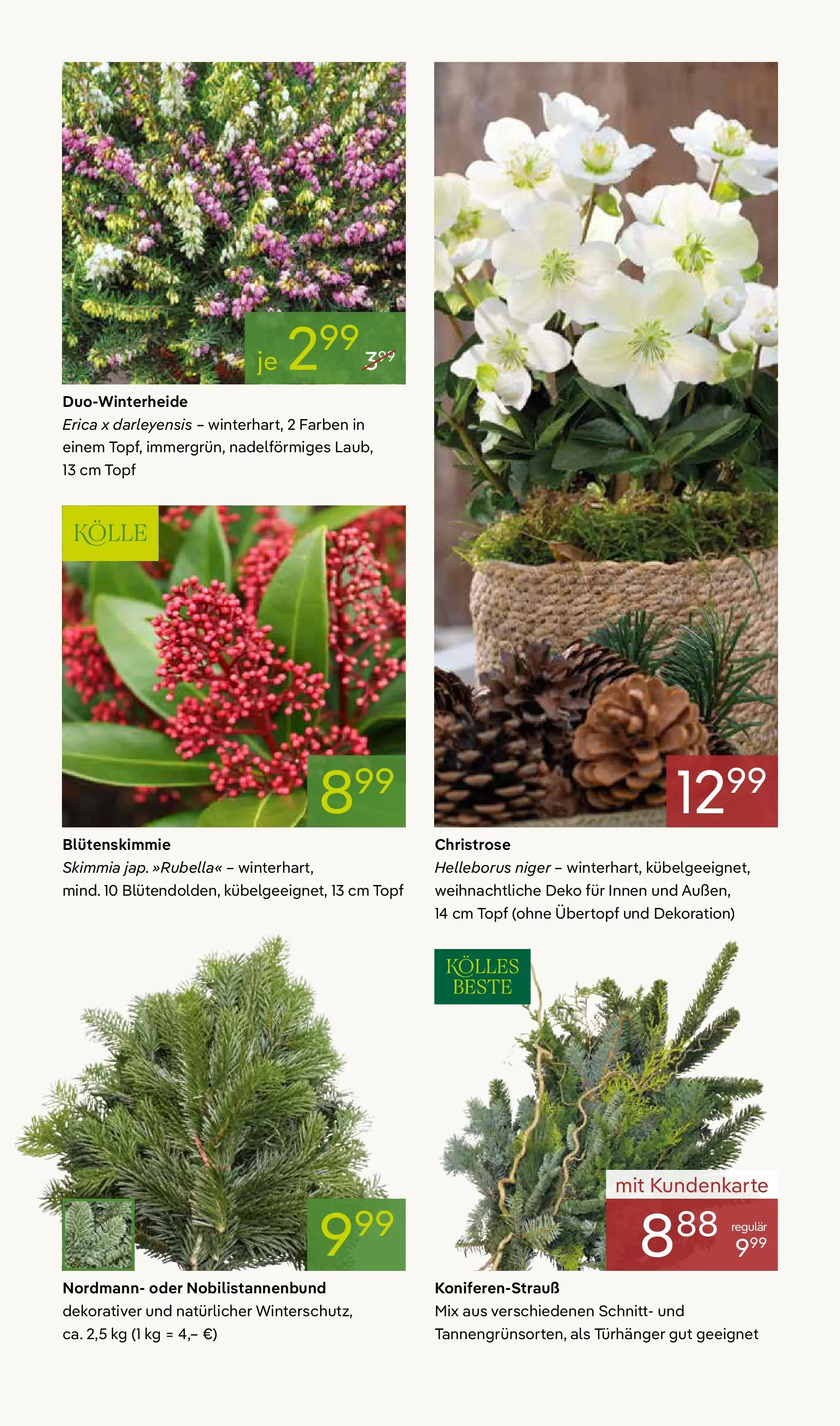 Pflanzen-Kölle - Pflanzen-Kölle: Adventsglanz (ab 17.11.2025) zum Blättern | Seite: 9