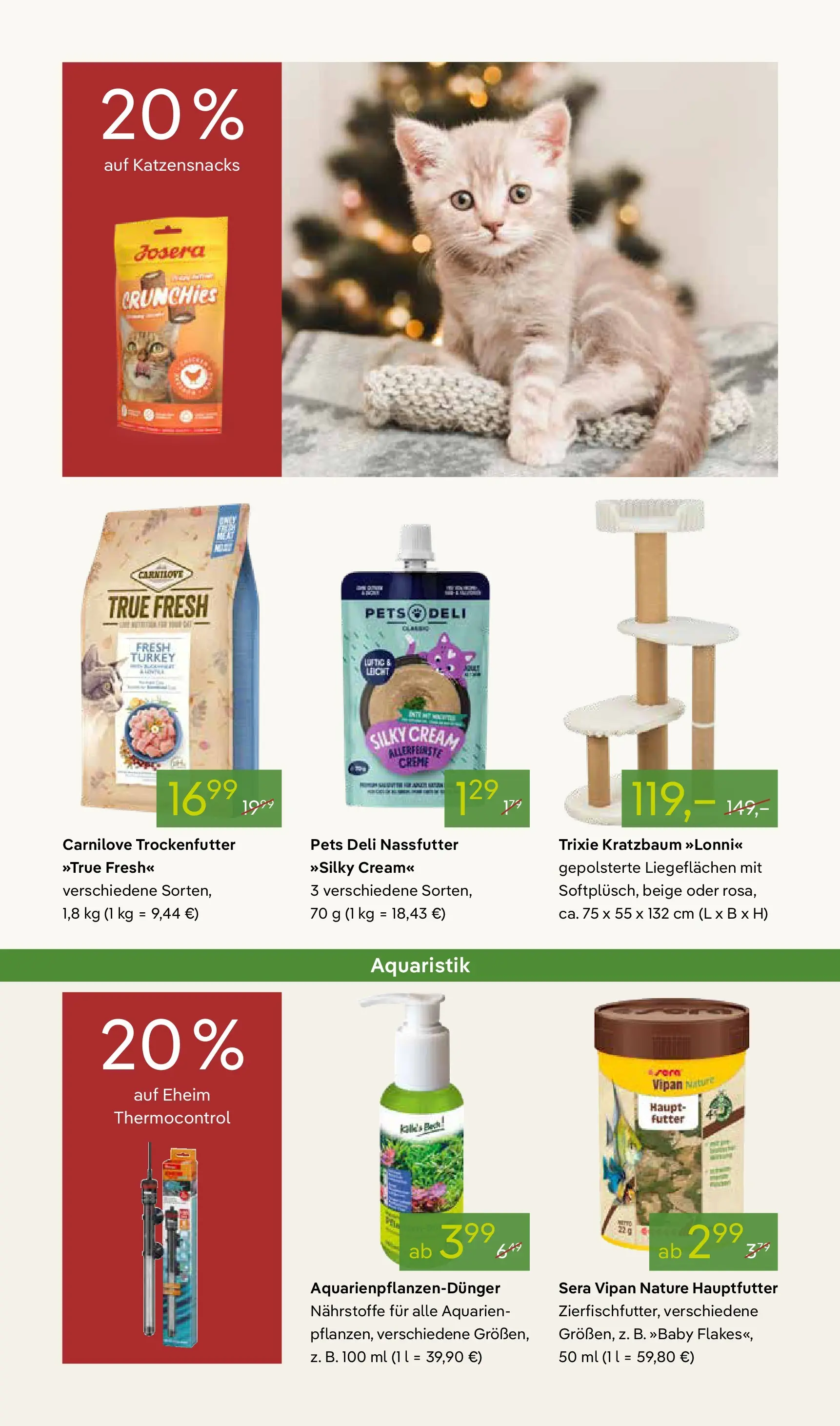 Pflanzen-Kölle - Pflanzen-Kölle: Adventsglanz (ab 17.11.2025) zum Blättern | Seite: 15 | Produkte: Creme