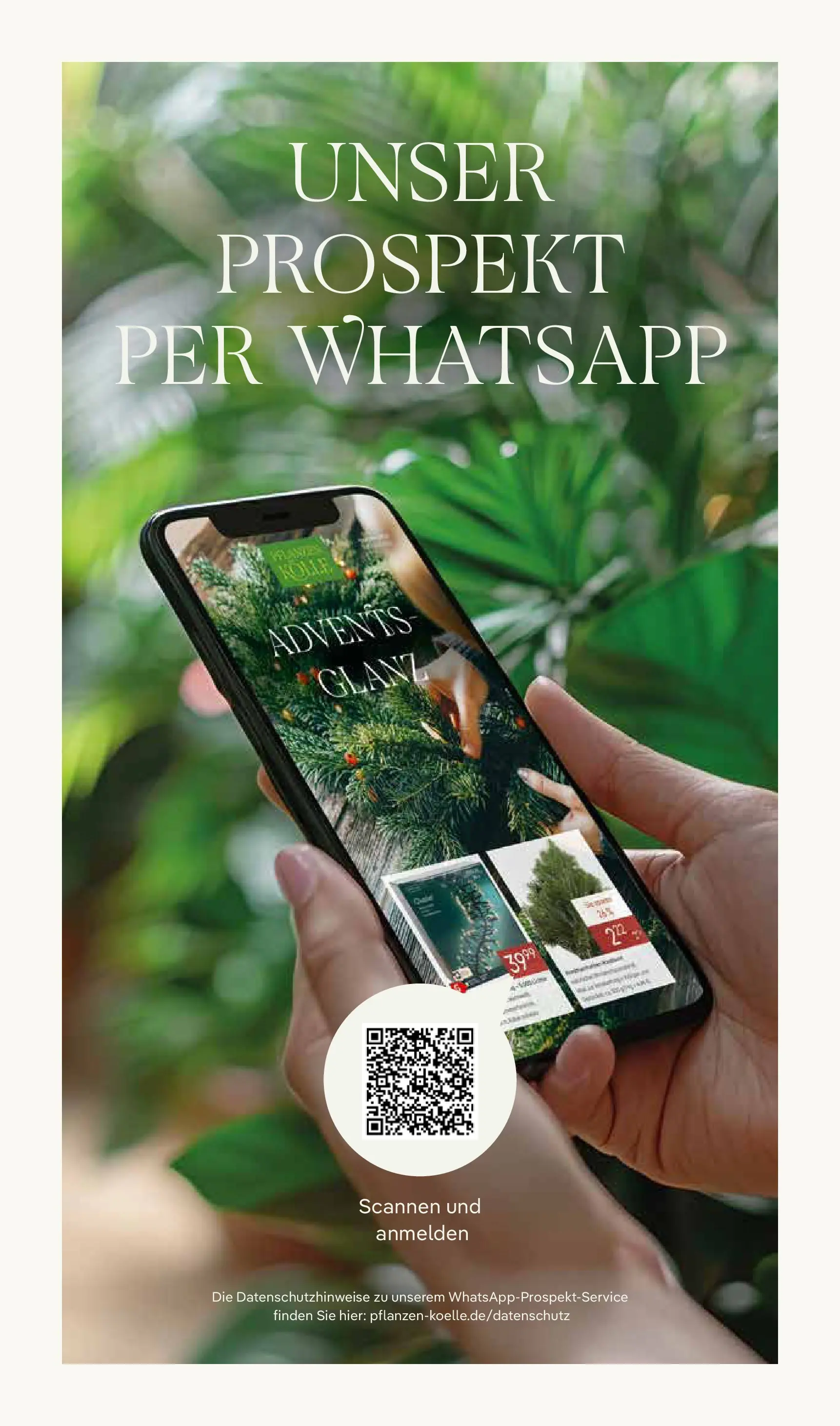 Pflanzen-Kölle - Pflanzen-Kölle: Adventsglanz (ab 17.11.2025) zum Blättern | Seite: 16