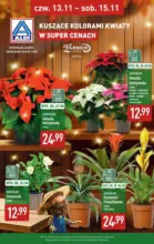 Kuszące kolorami kwiaty w ALDI Aldi – do 15.11.2025