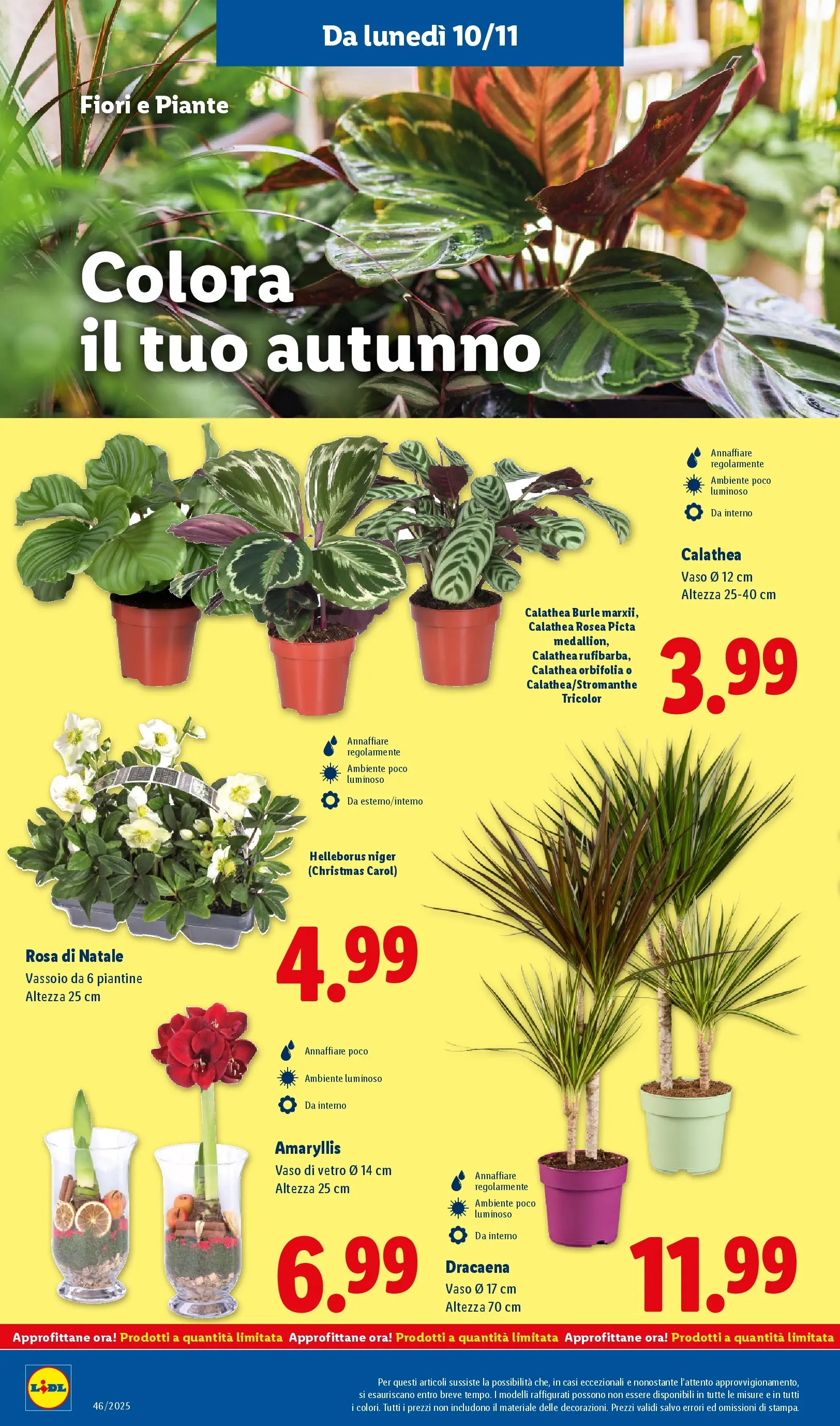 LIDL volantino della prossima settimana dal ﻿06/11/2025﻿ 📣 | Pagina: 36 | Prodotti: Vassoio, Vaso