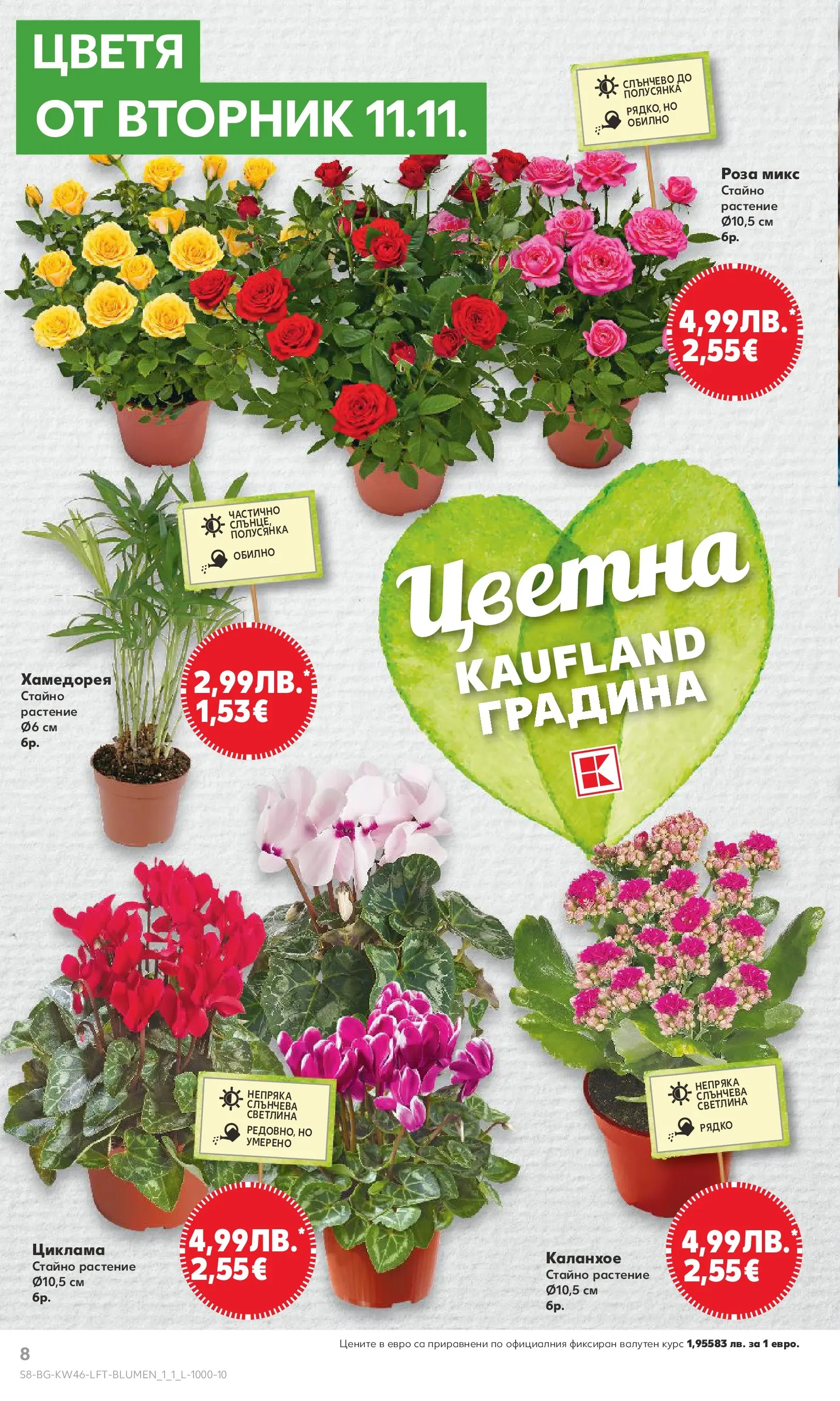 Нова Кауфланд брошура от 09.11.2025 | Страница: 8 | Продукти: Роза Нова Кауфланд - Прекрасна Коледа с Kaufland с валидност до 16.11.2025 от 09.11.2025 | Страница: 8 | Продукти: Роза