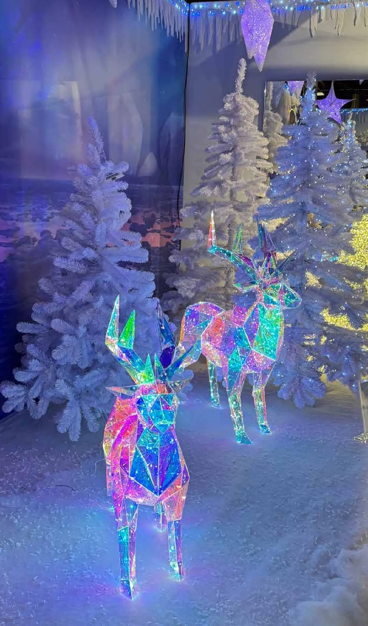 Pflanzen-Kölle - Pflanzen-Kölle: Schönster Weihnachtsmarkt (ab 10.11.2025) zum Blättern | Seite: 2