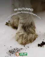 Lillo e i Vagabondi Offerte Lillo e i vagabondi - al 23.11.2025