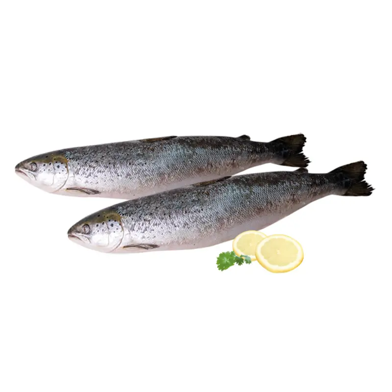 Meerforelle (Oncorhynchus mykiss), frisch