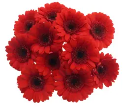 Букет гербери