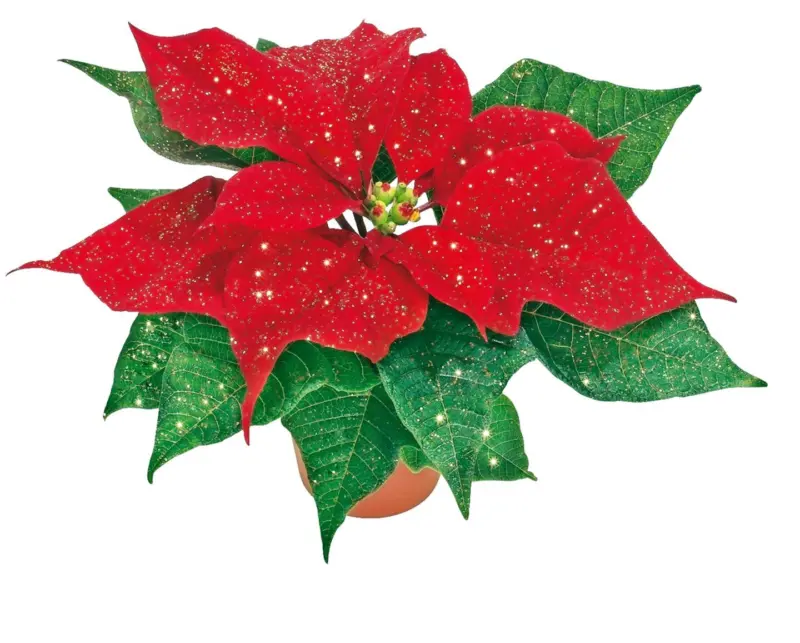 Мини коледна звезда с блясък/ без блясък