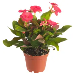 Миниеуфорбия Стайно растение