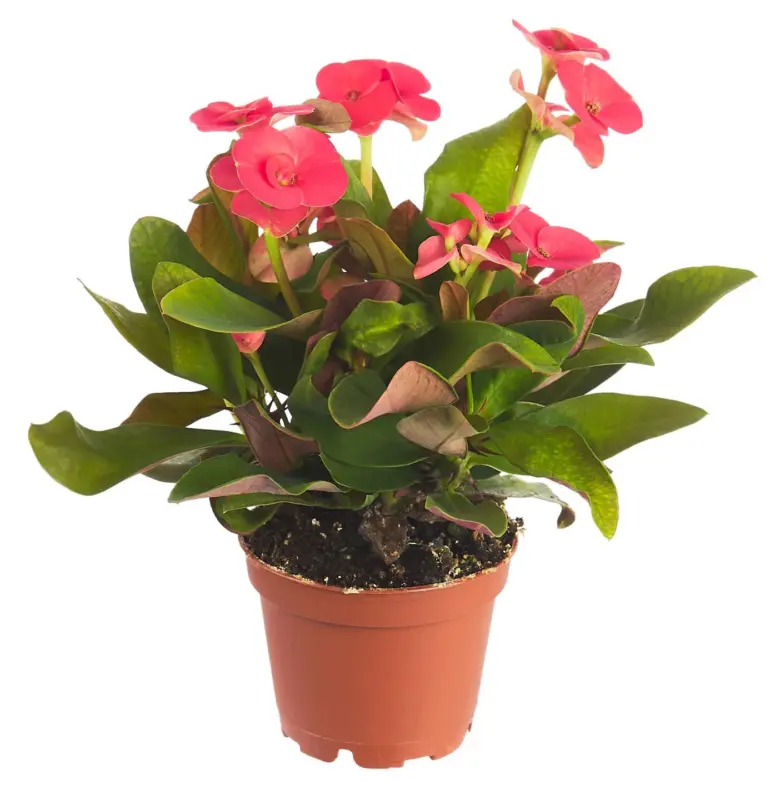 Миниеуфорбия Стайно растение