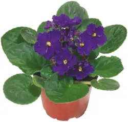 Минисентполия Стайно растение