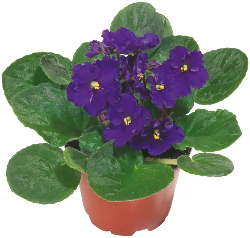 Минисентполия Стайно растение