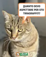 Lillo e i Vagabondi Offerte Lillo e i vagabondi - al 25.11.2025