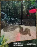 Zoomiguana Le nostre migliori offerte per te - al 25.11.2025