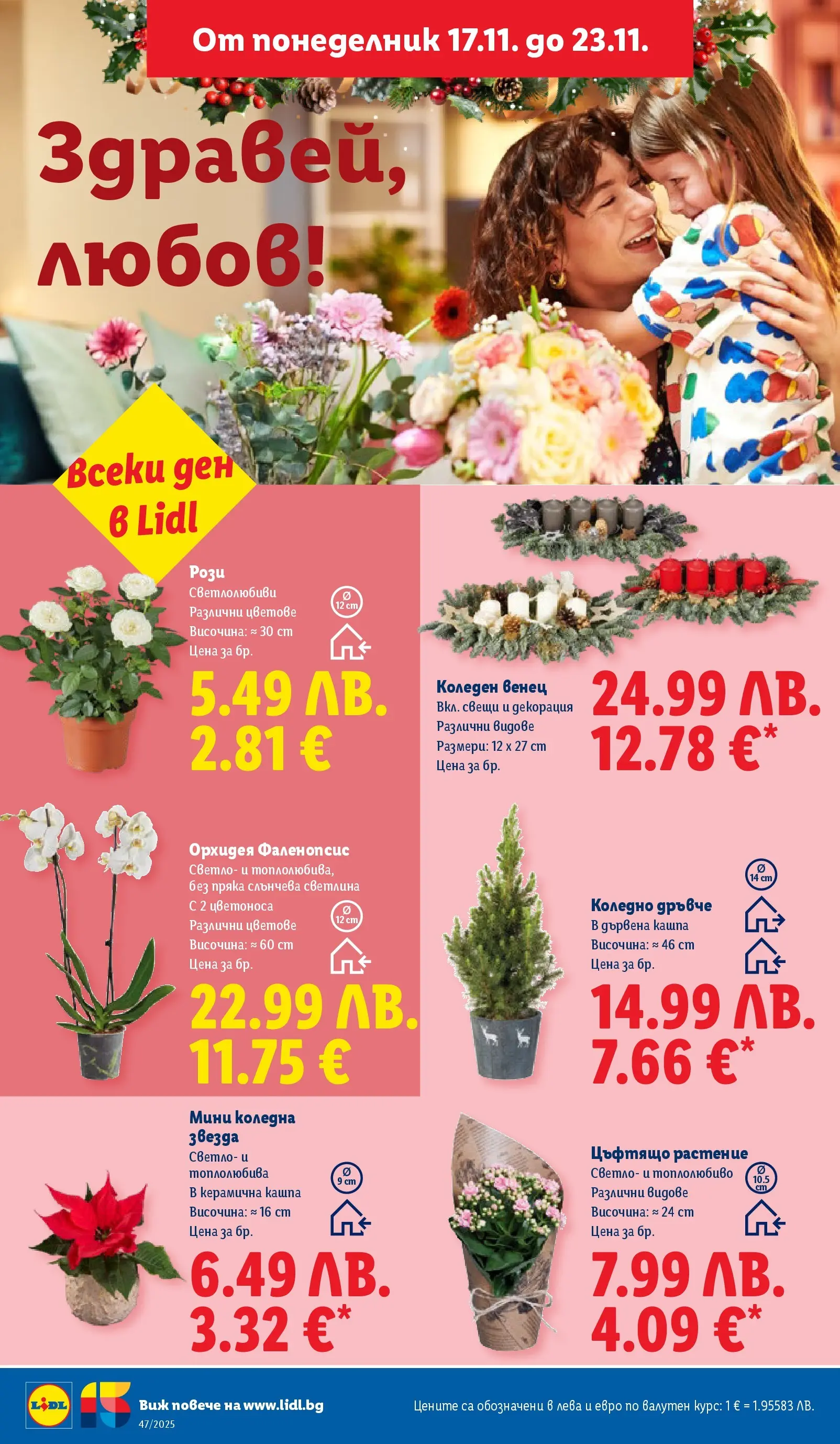 Лидл - Празнуваме с любими продукти на ниска цена в ЛИДЛ с валидност до 23.11.2025 от 16.11.2025 | Страница: 48 | Продукти: Орхидея, Декорация