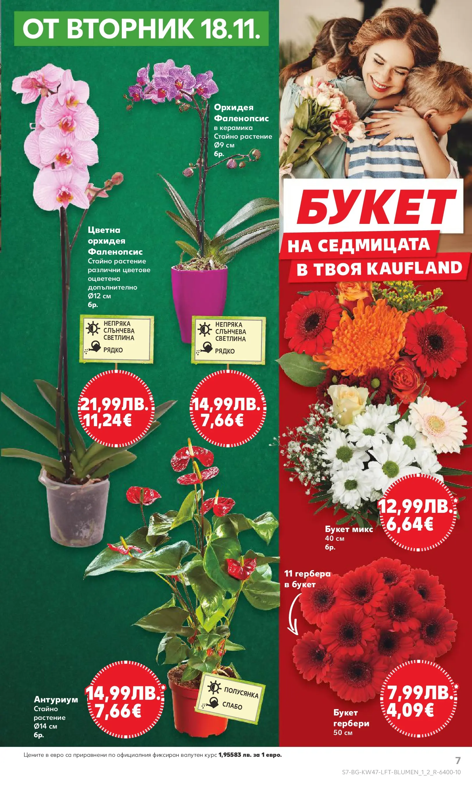 Нова Кауфланд брошура от 16.11.2025 | Страница: 7 | Продукти: Орхидея Нова Кауфланд - Прекрасна Коледа с Kaufland с валидност до 23.11.2025 от 16.11.2025 | Страница: 7 | Продукти: Орхидея