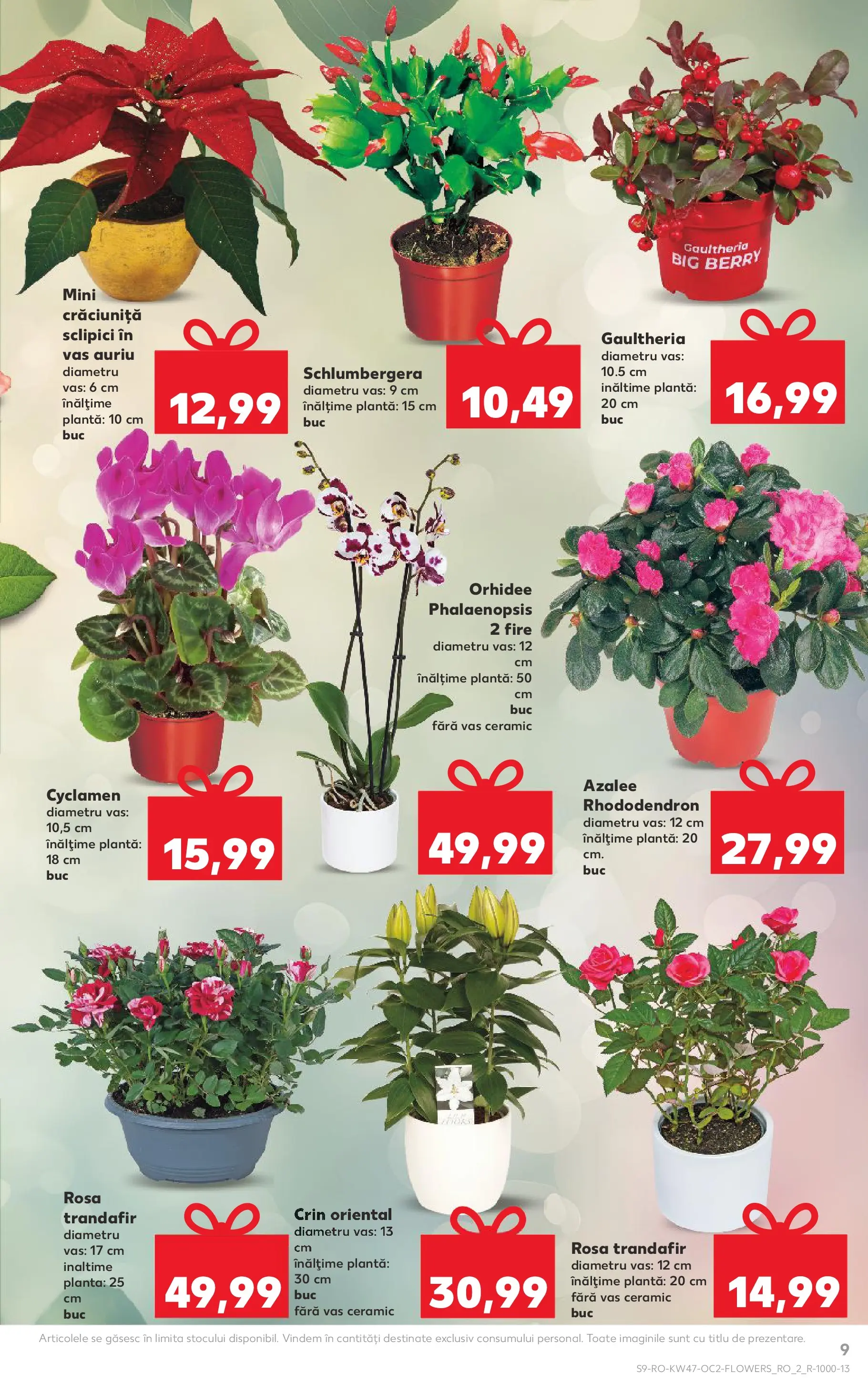 Catalog Kaufland - Comarnic 18.11.2025 - Revista si Oferta | Pagină: 9 | Produse: Trandafir, Orhidee