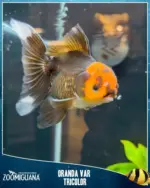 Zoomiguana Offerte Zoomiguana - al 30.11.2025