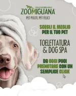 Zoomiguana Offerte speciali attraenti per tutti - al 30.11.2025