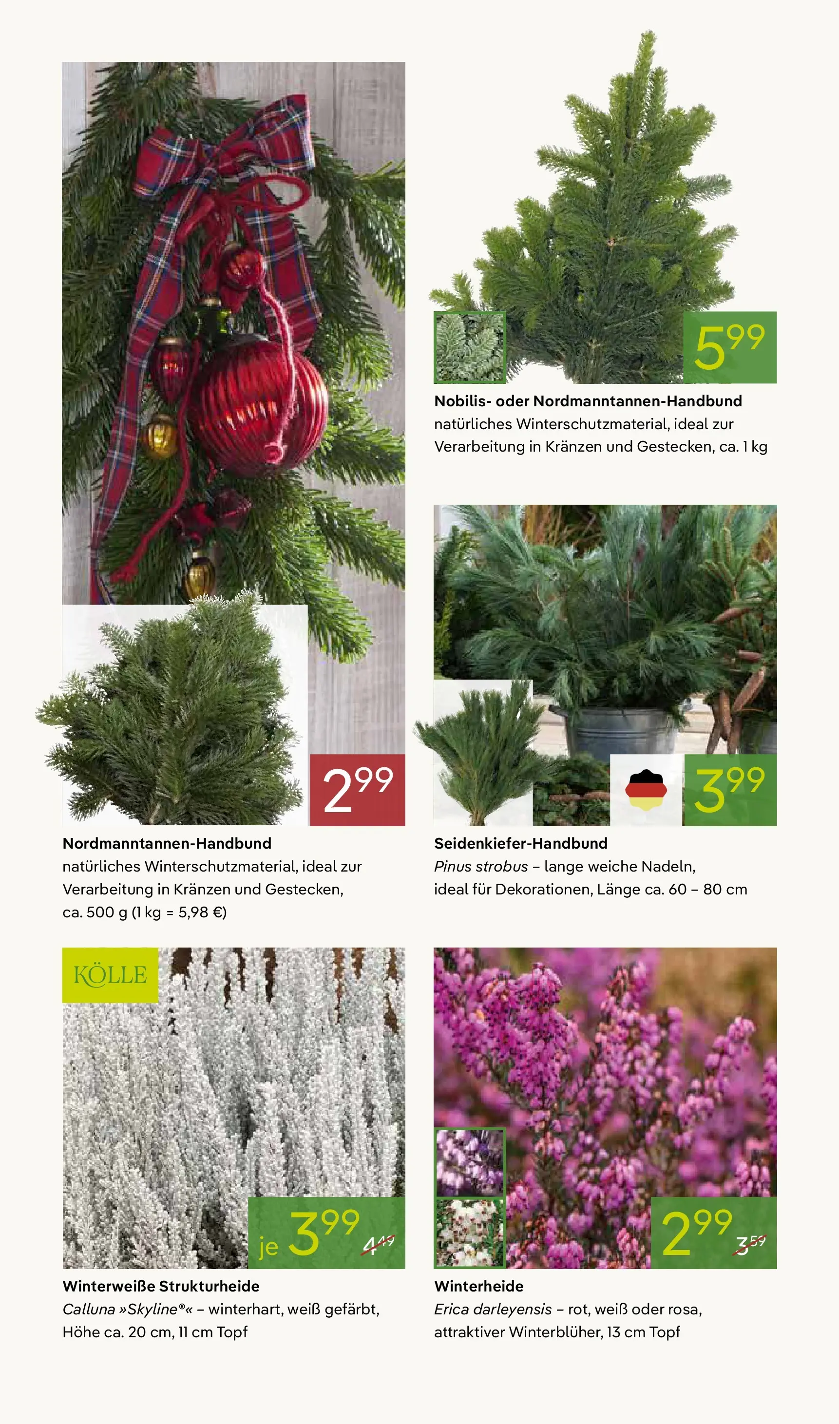 Pflanzen-Kölle - Pflanzen-Kölle: Advent, Advent (ab 24.11.2025) zum Blättern | Seite: 8