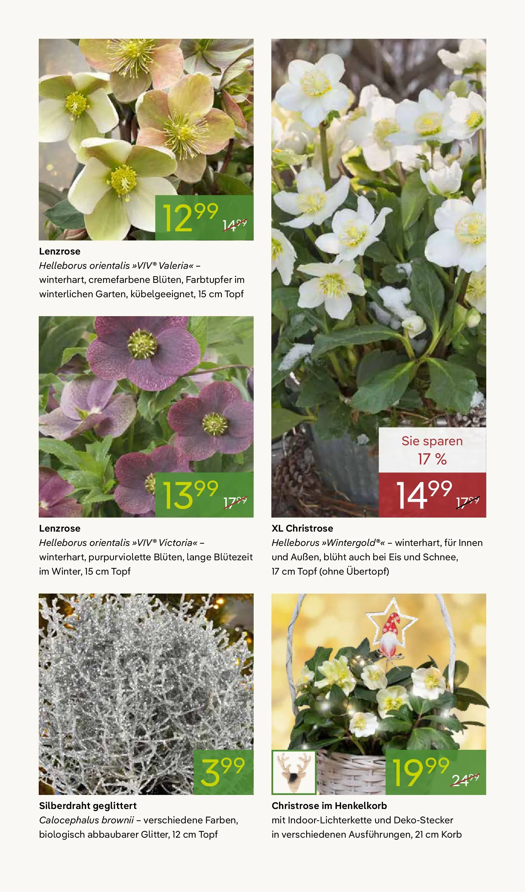 Pflanzen-Kölle - Pflanzen-Kölle: Advent, Advent (ab 24.11.2025) zum Blättern | Seite: 9 | Produkte: Korb, Eis