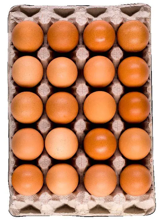 ЗОРА Яйца размер М