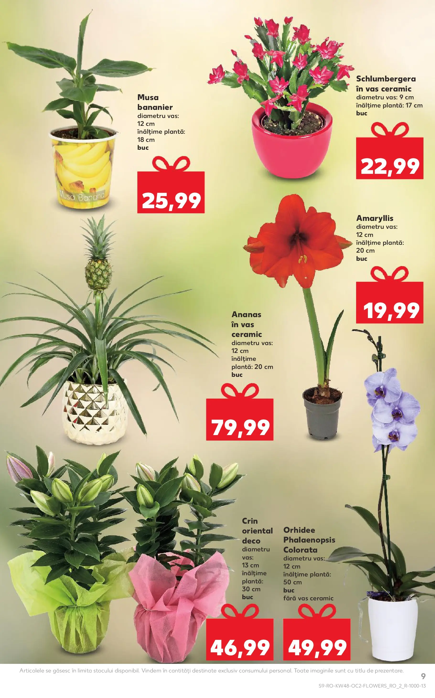 Catalog Kaufland - Domnesti 25.11.2025 - Revista si Oferta | Pagină: 9 | Produse: Orhidee, Ananas