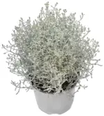 Kaufland хипермаркет Калоцефалус Градинскo растениe - до 30-11-25