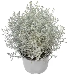 Калоцефалус Градинскo растениe