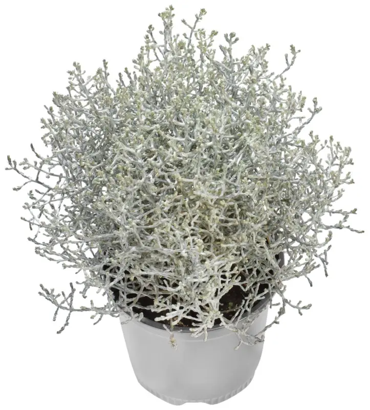 Калоцефалус Градинскo растениe