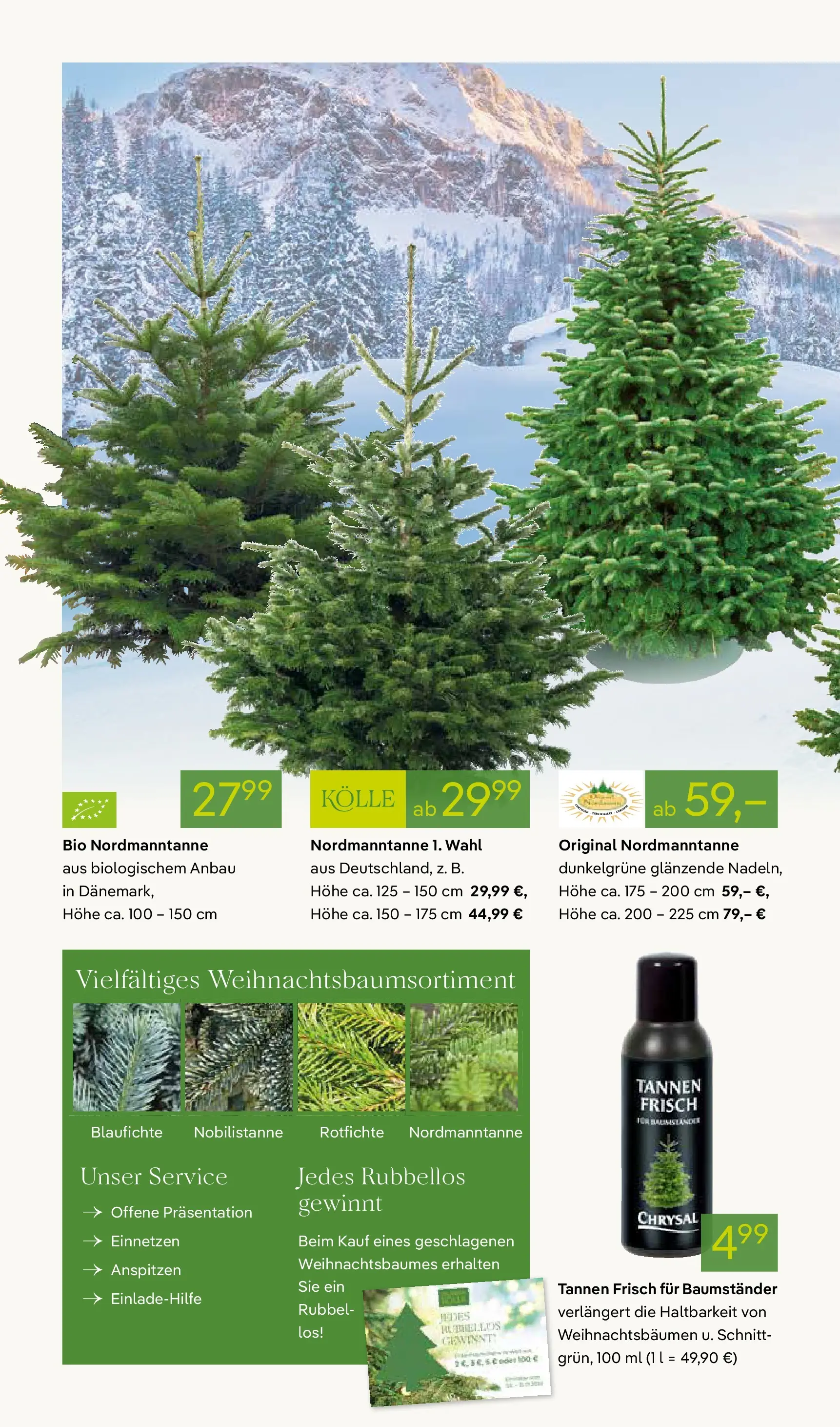 Pflanzen-Kölle - Pflanzen-Kölle: Großer Weihnachtsbaumverkauf (ab 30.11.2025) zum Blättern | Seite: 2