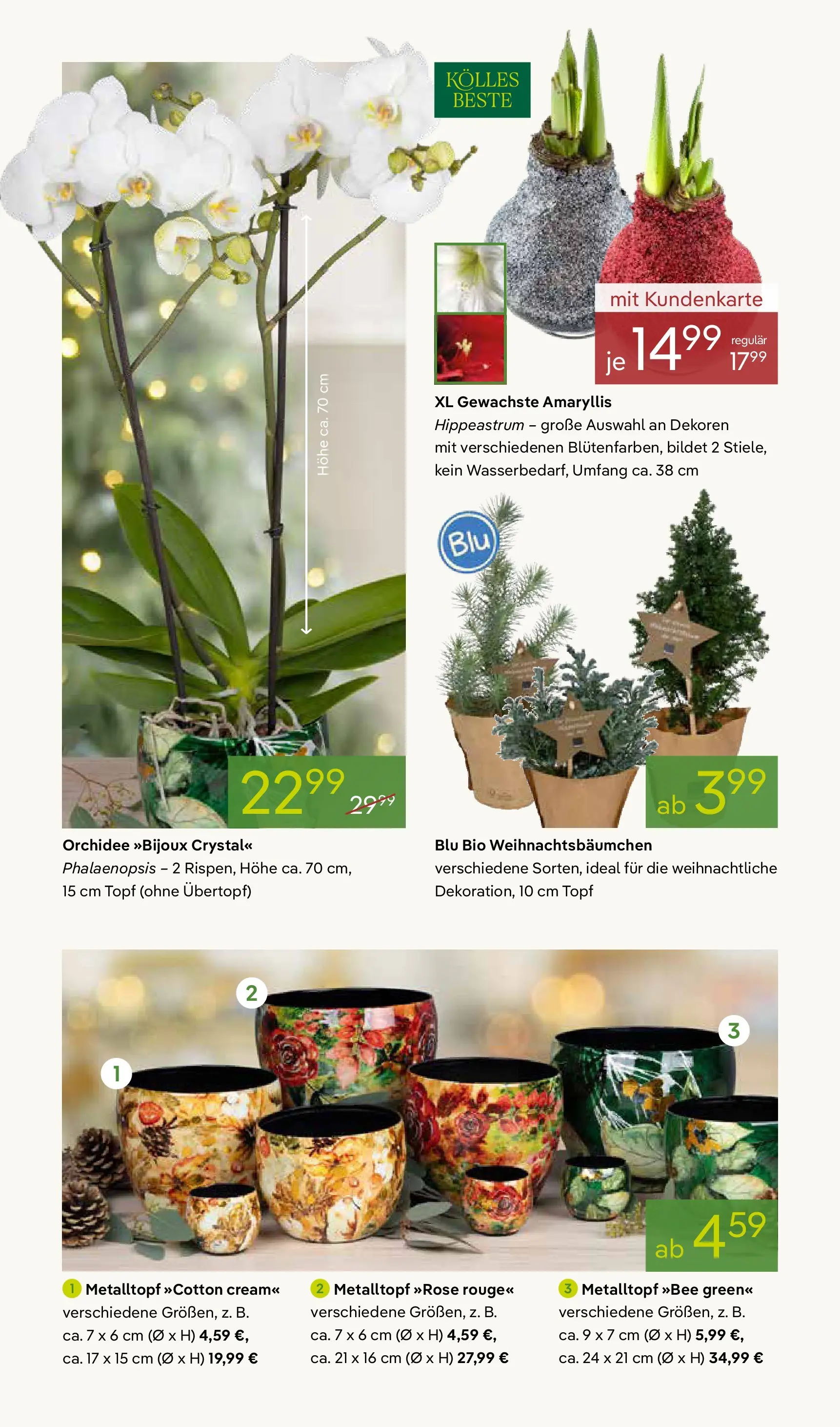 Pflanzen-Kölle - Pflanzen-Kölle: Großer Weihnachtsbaumverkauf (ab 30.11.2025) zum Blättern | Seite: 6 | Produkte: Orchidee, Rouge
