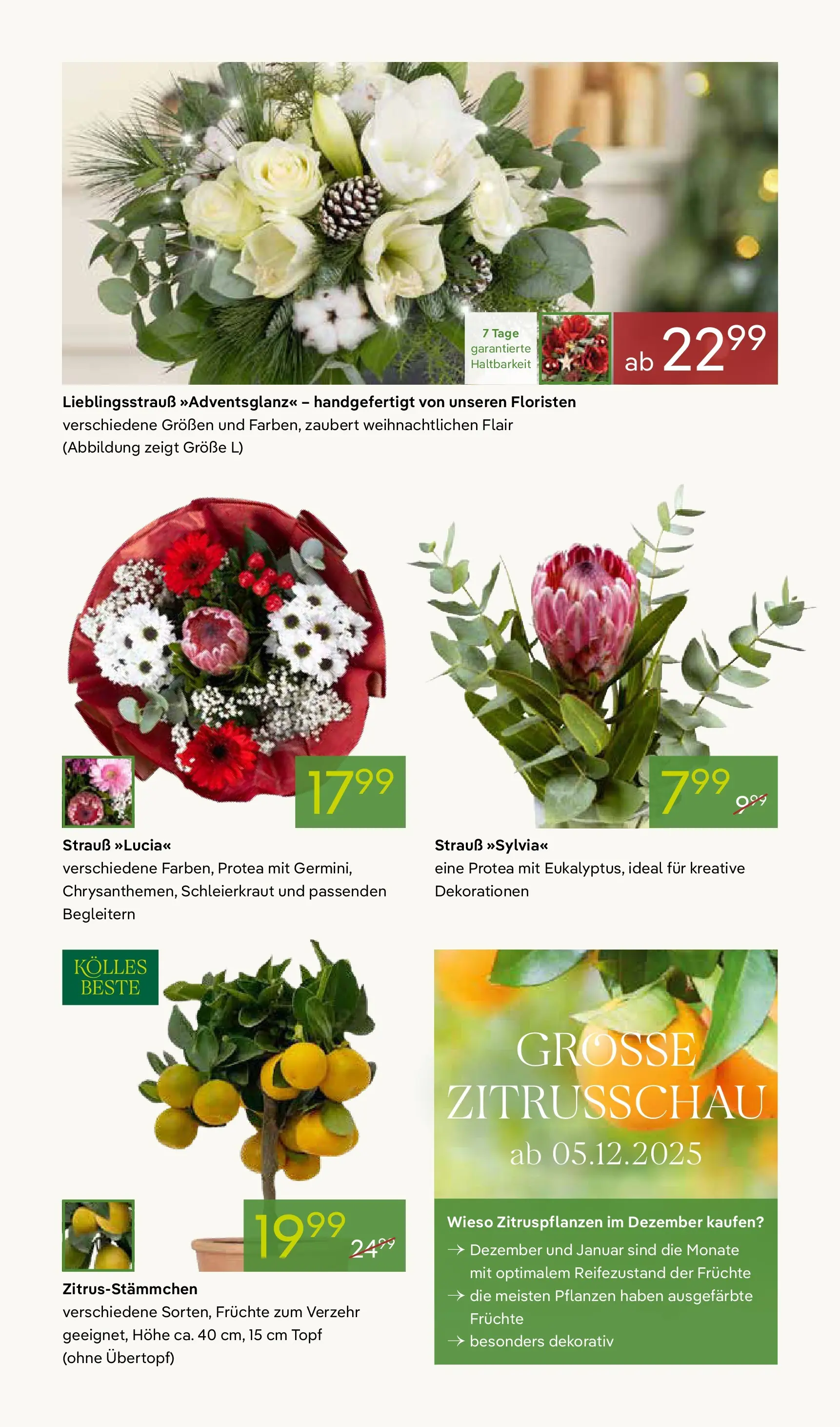 Pflanzen-Kölle - Pflanzen-Kölle: Großer Weihnachtsbaumverkauf (ab 30.11.2025) zum Blättern | Seite: 7
