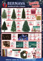 Bernava Speciale natale - al 24.12.2025