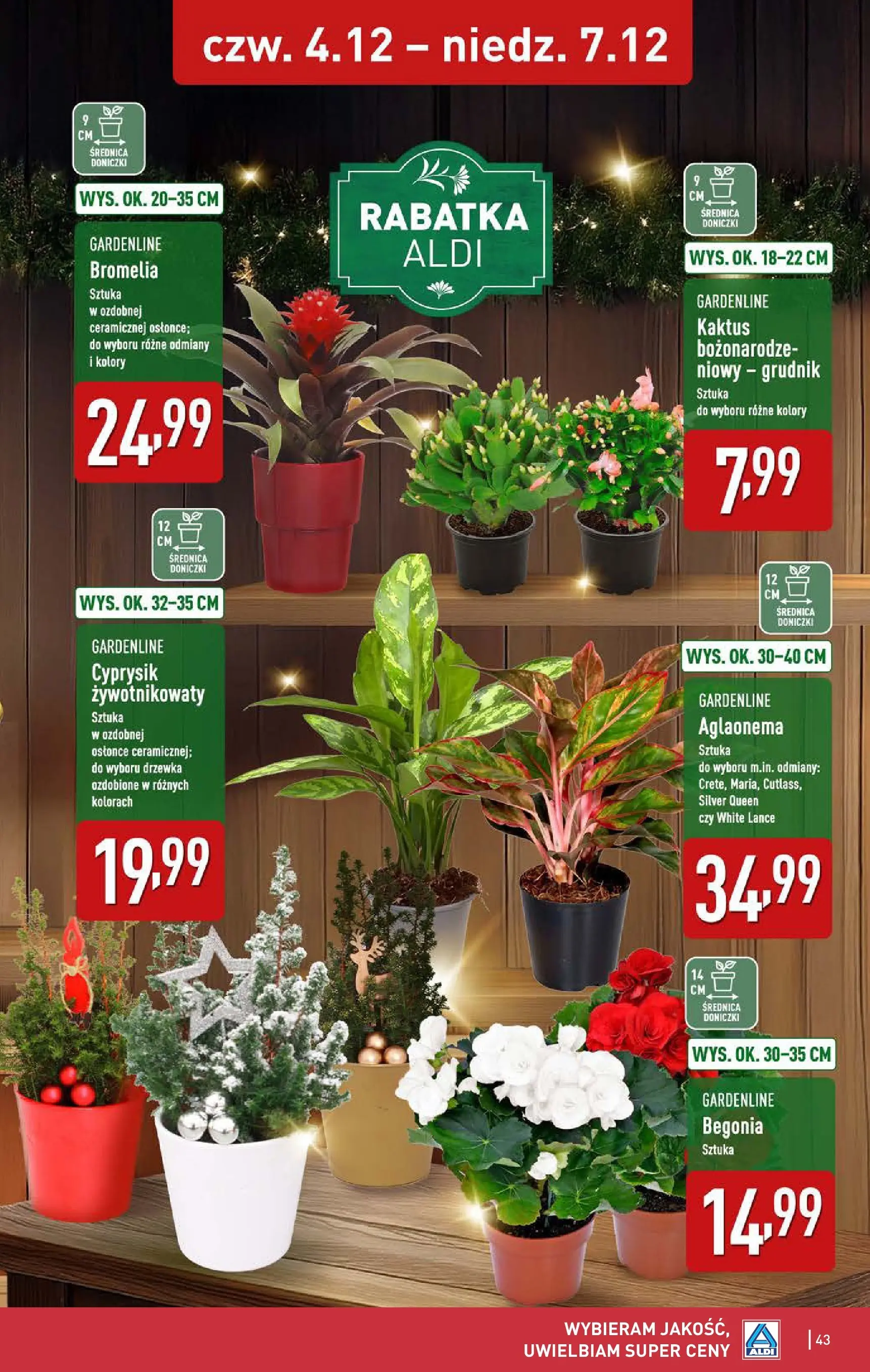 Aldi - Święta w super cenach w ALDI od 30.11.2025 - Ulotka PDF, promocje | Strona: 43 | Produkty: Doniczki
