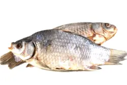 Karausche (Carassius carassius) ganz, getrocknet und gesalzen, mit Kopf, ausgenommen