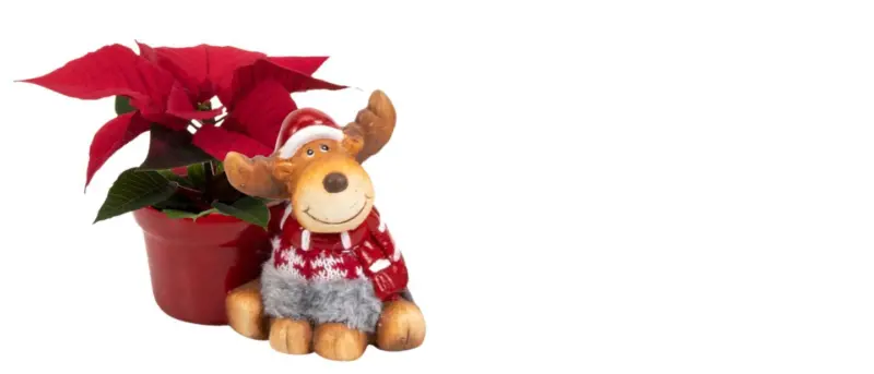 Мини коледна звезда Ø6 см